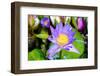 Beautiful Lotus-KitzCorner-Framed Photographic Print