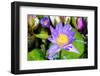 Beautiful Lotus-KitzCorner-Framed Photographic Print