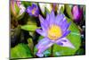 Beautiful Lotus-KitzCorner-Mounted Photographic Print