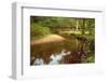 Beautiful Lush Forest Scene with Stream and Touch of Autumn Colors in New Forest, England-Veneratio-Framed Photographic Print