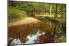 Beautiful Lush Forest Scene with Stream and Touch of Autumn Colors in New Forest, England-Veneratio-Mounted Photographic Print