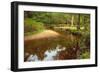 Beautiful Lush Forest Scene with Stream and Touch of Autumn Colors in New Forest, England-Veneratio-Framed Photographic Print