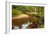 Beautiful Lush Forest Scene with Stream and Touch of Autumn Colors in New Forest, England-Veneratio-Framed Photographic Print