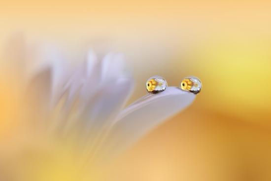 Photo, , large
