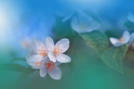 Photo, , large