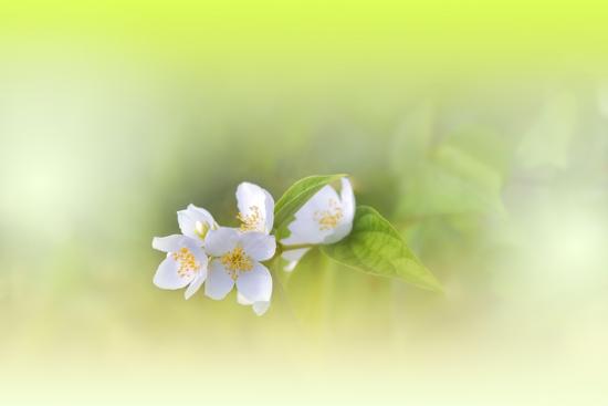 Photo, , large
