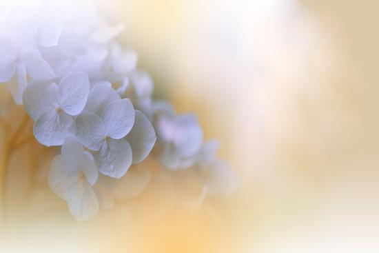 Photo, , large