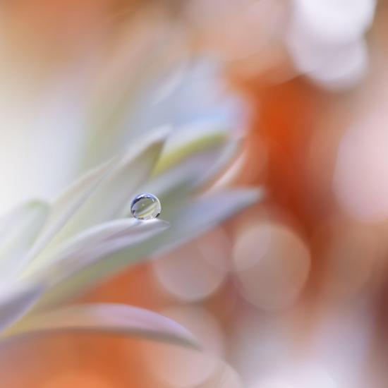 Photo, , large