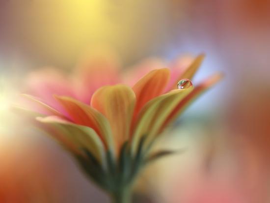 Photo, , large