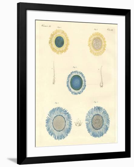 Beautiful Medusas-null-Framed Giclee Print