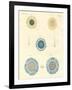 Beautiful Medusas-null-Framed Giclee Print