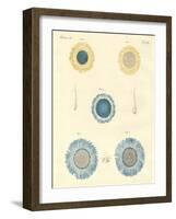 Beautiful Medusas-null-Framed Giclee Print