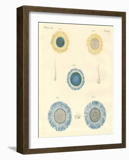 Beautiful Medusas-null-Framed Giclee Print