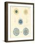 Beautiful Medusas-null-Framed Giclee Print