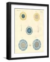 Beautiful Medusas-null-Framed Giclee Print