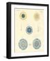 Beautiful Medusas-null-Framed Giclee Print