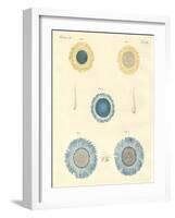 Beautiful Medusas-null-Framed Giclee Print