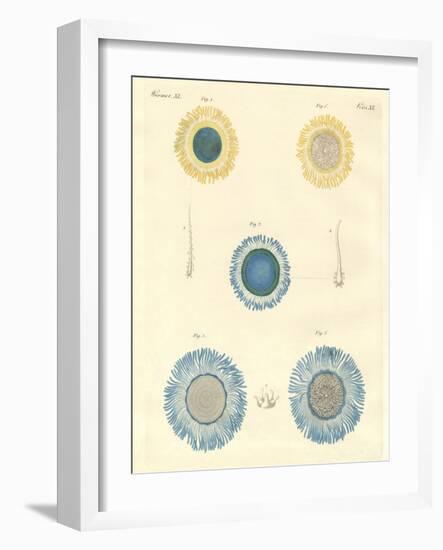 Beautiful Medusas-null-Framed Giclee Print