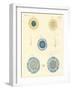 Beautiful Medusas-null-Framed Giclee Print