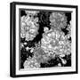 Beautiful Monochrome Rose Background-Varvara Kurakina-Framed Art Print