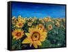 Beautiful Morning At Sunflower Fields-Markus Bleichner-Framed Stretched Canvas