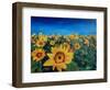 Beautiful Morning At Sunflower Fields-Markus Bleichner-Framed Art Print