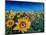 Beautiful Morning At Sunflower Fields-Markus Bleichner-Mounted Art Print