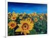 Beautiful Morning At Sunflower Fields-Markus Bleichner-Framed Art Print