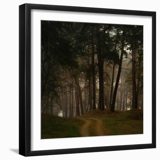 Beautiful Morning in the Misty Autumn Forest-Taras Lesiv-Framed Photographic Print