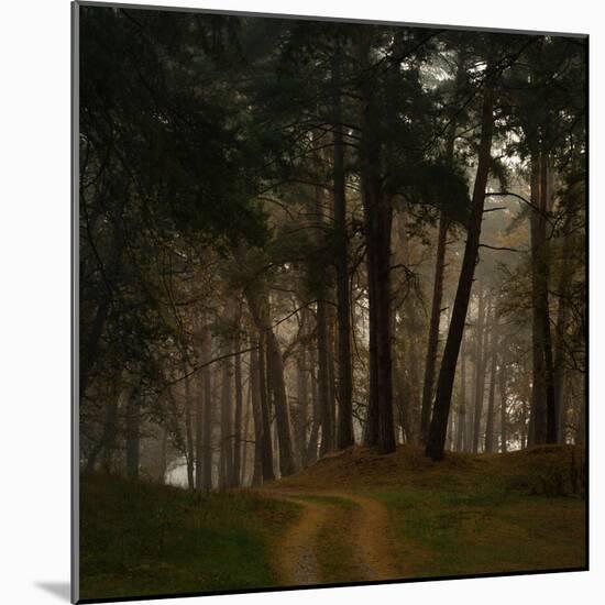 Beautiful Morning in the Misty Autumn Forest-Taras Lesiv-Mounted Photographic Print