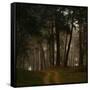 Beautiful Morning in the Misty Autumn Forest-Taras Lesiv-Framed Stretched Canvas
