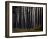 Beautiful Morning in the Misty Autumn Forest-Taras Lesiv-Framed Photographic Print