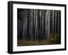 Beautiful Morning in the Misty Autumn Forest-Taras Lesiv-Framed Photographic Print