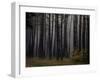 Beautiful Morning in the Misty Autumn Forest-Taras Lesiv-Framed Photographic Print