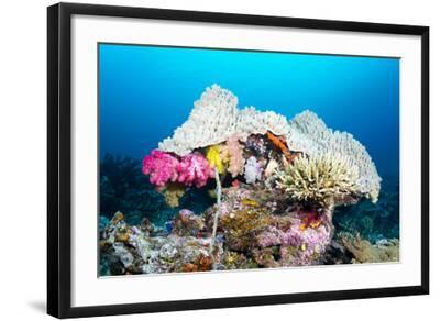 Beautiful Mushroom Shaped Coral Head with Pretty Pink Soft ...