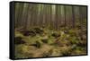 Beautiful Mysterious Forest with Large Mossy Stones-Anton Petrus-Framed Stretched Canvas