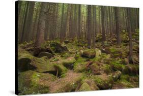 Beautiful Mysterious Forest with Large Mossy Stones-Anton Petrus-Stretched Canvas