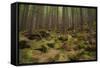 Beautiful Mysterious Forest with Large Mossy Stones-Anton Petrus-Framed Stretched Canvas