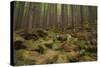 Beautiful Mysterious Forest with Large Mossy Stones-Anton Petrus-Stretched Canvas