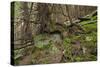 Beautiful Mysterious Forest with Large Mossy Stones-Anton Petrus-Stretched Canvas
