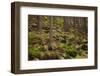 Beautiful Mysterious Forest with Large Mossy Stones-Anton Petrus-Framed Photographic Print