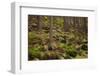 Beautiful Mysterious Forest with Large Mossy Stones-Anton Petrus-Framed Photographic Print