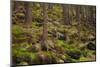 Beautiful Mysterious Forest with Large Mossy Stones-Anton Petrus-Mounted Photographic Print