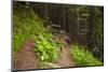 Beautiful Mysterious Forest with Large Mossy Stones-Anton Petrus-Mounted Photographic Print