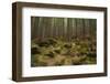 Beautiful Mysterious Forest with Large Mossy Stones-Anton Petrus-Framed Photographic Print