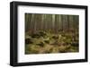 Beautiful Mysterious Forest with Large Mossy Stones-Anton Petrus-Framed Photographic Print