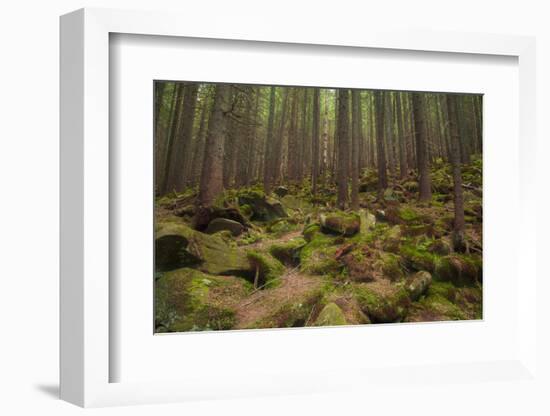 Beautiful Mysterious Forest with Large Mossy Stones-Anton Petrus-Framed Photographic Print