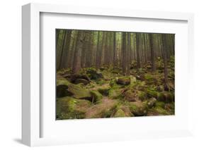 Beautiful Mysterious Forest with Large Mossy Stones-Anton Petrus-Framed Photographic Print