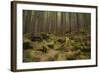 Beautiful Mysterious Forest with Large Mossy Stones-Anton Petrus-Framed Photographic Print