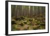 Beautiful Mysterious Forest with Large Mossy Stones-Anton Petrus-Framed Photographic Print